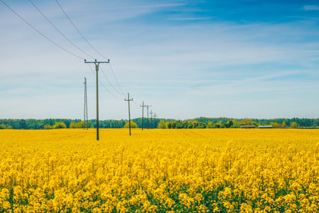 Electricity post with wires through cultivated canola rapeseed field, selective focusの写真素材