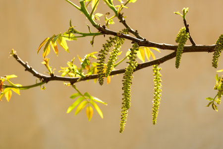 Walnut tree branch in spring, selective focus