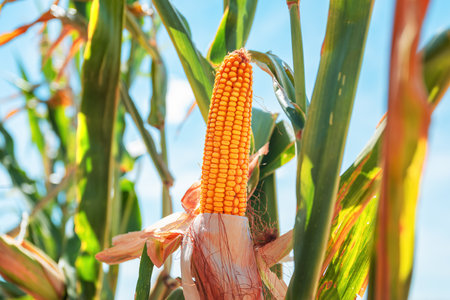Maize crops are ripe and ready for harvest, closeup of corn on the cob with yellow kernels,...