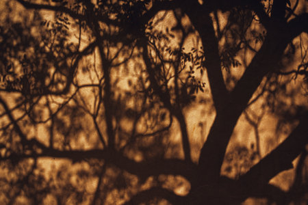 Tree shadow on the wall, abstract organic natural pattern in spring