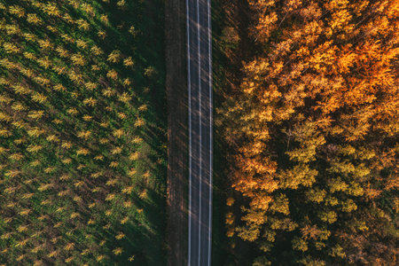 Empty road through forest landscape in autumn, highway from drone pov, aerial shot, top downの写真素材