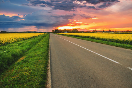 Empty country road in between cultivated rapeseed canola fields in spring sunset, stormy rainy cloud in background, selective focusの写真素材