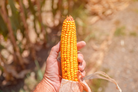 Ripe maize ear in hands of male farmer in summer during the harvest of crops, selective focusの写真素材