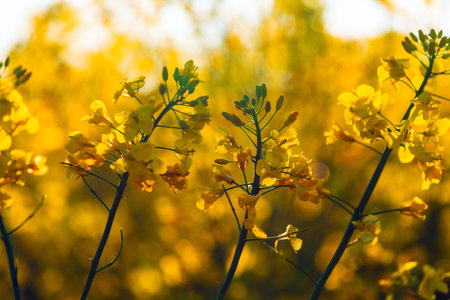 Blooming canola oilseed rape crops in sunset, selective focusの写真素材