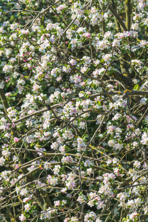European crab apple blossom in spring, selective focusの写真素材