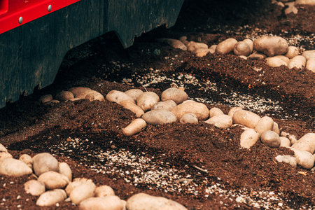 Potato harvesting machine in cultivated crop field, selective focusの写真素材