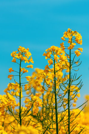 Yellow canola crop blooming crops in field, selective focusの写真素材