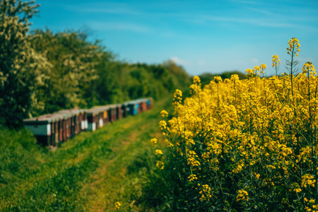 Wooden crate beehives in blooming canola rapeseed field, selective focus