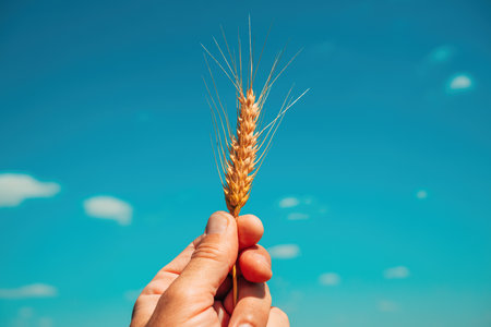 Male hand holding ripe wheat ear against blue sky, inspecting development of cultivated cereal crops, selective focusの写真素材