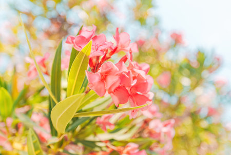 Pink oleander flowers in full bloom with soft sunlight. Shallow depth of field with vibrant green...