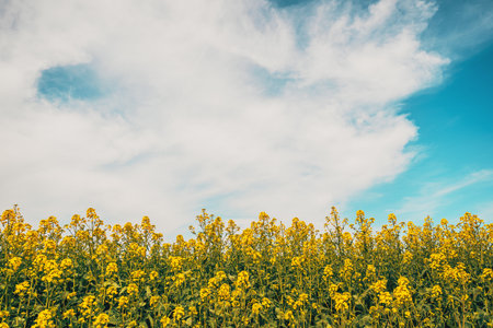 Oilseed rape field in bloom, cultivated plantation with blue sky in background, selective focus