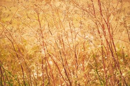 A sunlit close-up of a golden countryside meadow in late summer. The dry, delicate grasses and wild plants glow in warm tones, creating a dreamy, textured landscape filled with natural detail.の写真素材