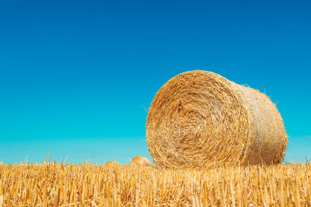 Large round hay bale on a harvested wheat field under clear blue sky, symbol of agriculture,...