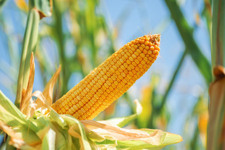 Close-up of ripe yellow corn cob on plant in summer field under blue sky. Selective focus.
