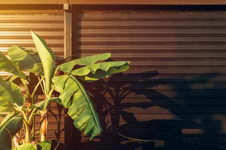 Banana plant in warm sunset light casting shadow on closed shutter in Halkidiki, Greece. Selective...