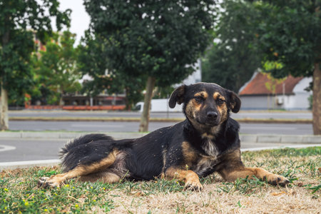 Stray dog resting on dry grass near the street, symbolizing survival, resilience, and vulnerability. Selective focus.の写真素材