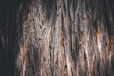 Close-up of textured cedar tree bark with fibrous, vertical patterns in warm brown and gray tones....