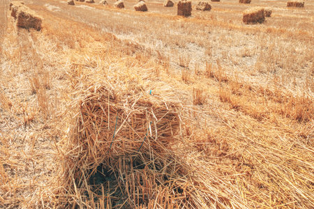Golden straw bales scattered across a harvested wheat field on a sunny summer day. Selective focus.の写真素材