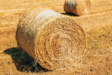 Close-up of round hay bales on a dry harvested field in summer, detailed straw texture symbolizing agriculture and rural farming. Selective focus.の写真素材