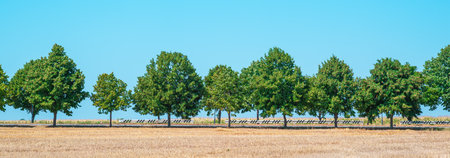 Row of trees along country road on rural farmland. Panoramic view.の写真素材