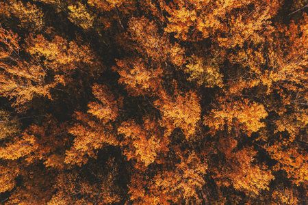 Forest in autumn from drone pov, aerial shot of woodland in october from above