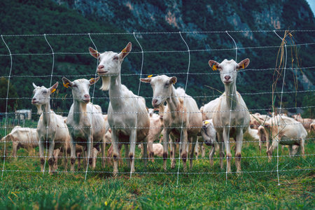 Dairy goats with ear tags grouped together outdoors on pastureland in summer. Selective focus.の写真素材
