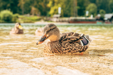 A mallard duck sits peacefully on the clear lake shore, symbolizing biodiversity, eco tourism, and the harmony of wildlife in nature. Selective focus.の写真素材