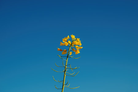 Canola rapeseed crop in bloom in cultivated plantation field, selective focus