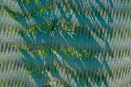 Black locust tree branch with green leaves casting delicate shadows on garden fence netting in soft...