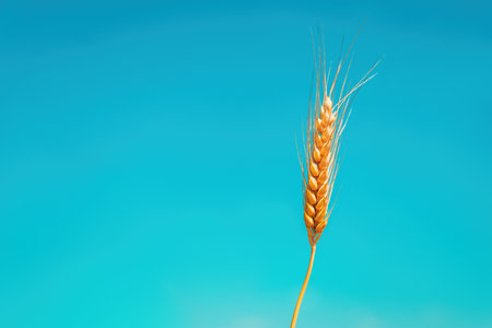 Single golden wheat ear against vibrant turquoise background, isolated and minimal composition with clear detail and bright lighting. Selective focus.の写真素材