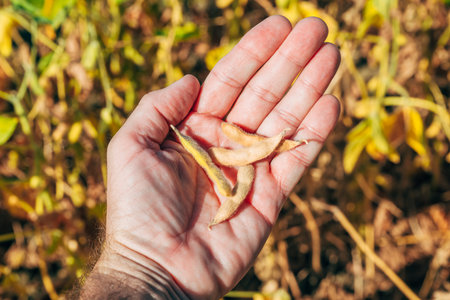 Close-up of a farmerâs hand holding dry soybean pods during harvest season in an agricultural field. Selective focus.の写真素材
