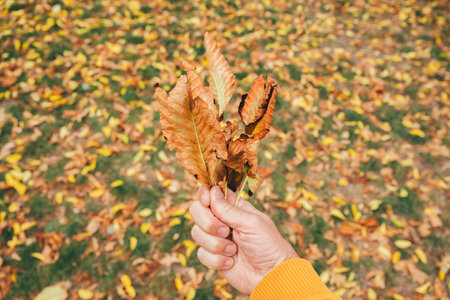 Male hand holding a bunch of fallen chestnut tree leaves in park during autumn season. Selective focus.の写真素材