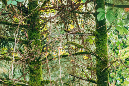 Tree trunk in forest covered with green moss, symbolizing nature, growth, and untouched woodland environment. Selective focus.の写真素材