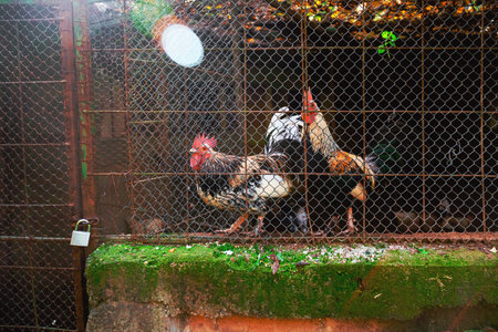 Two curious farm cocks behind wire fence, focused eyes and colorful feathers, countryside poultry...