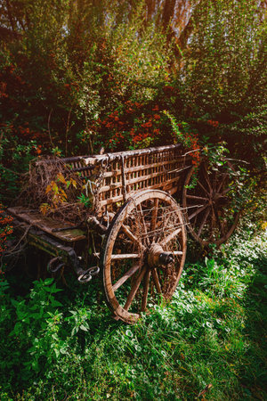 Vintage wooden wagon with weathered wheels and climbing plants in a garden setting, rustic countryside charm and nostalgic pastoral scene. Selective focus.の写真素材