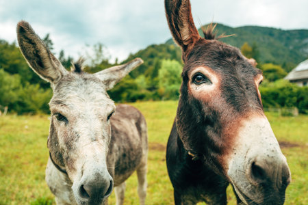 Pair of donkeys in rural countryside. Selective focus.の写真素材