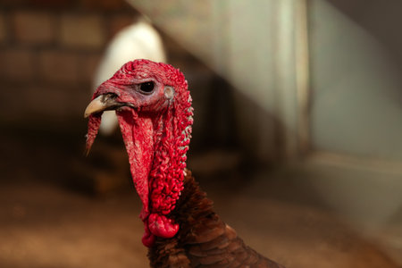 Macro view of turkey bird face in rural farm setting, showing textured skin, beak, and natural farm environment. Selective focus.の写真素材