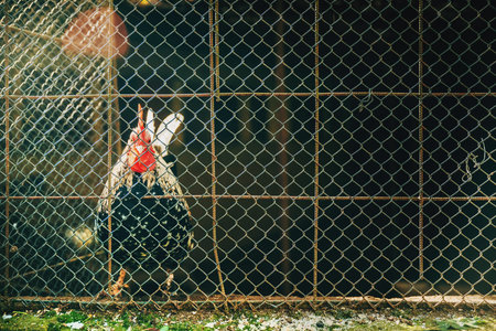 Rooster on farm looking at camera through chain-link fence, shallow depth of field and warm light, rural poultry scene. Selective focus.の写真素材
