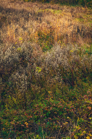 Wild overgrown meadow in autumn, filled with dry grass, seed heads, and warm golden tones in natural light. Selective focus.の写真素材