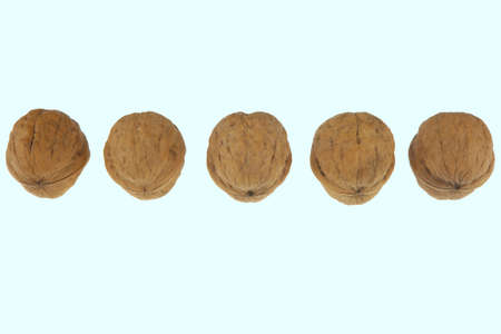 Typical unwashed walnuts from South Italy の写真素材