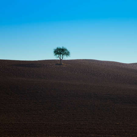 A lonely oak tree on a plowed field near Siena, Tuscany, Italy の写真素材