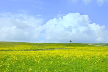Yellow and green field, lonely tree and a light cloudy blue skyの写真素材