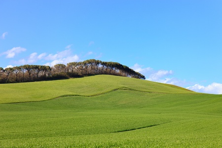 Tuscany, Crete Senesi country landscape, Italy, Europe  Rolling Hills, green undulating fields, pine trees in a row, blue sky partially cloudy の写真素材