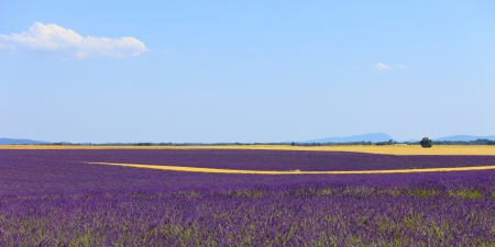 Lavender flowers blooming field, wheat lines and trees  Panoramic photography in plateau de Valensole, Provence, France, Europe の写真素材