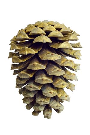 Christmas Golden Pine Cone decoration isolated on white backgroundの写真素材
