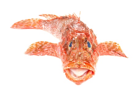 Red Scorpionfish prepared seafood front view  Raw food isolated on white background  As known as Scorpaena Scrofa の写真素材
