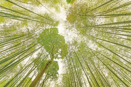 Bamboo Sugar Cane forest view and bright sunlight  Toned  