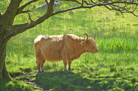Highland Cattle or Cow breed standing under a tree  Scotland の写真素材