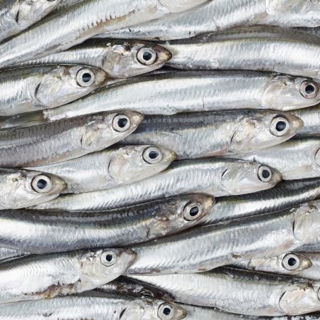 Fresh anchovies prepared seafood background texture or pattern  Raw food の写真素材