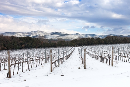 Vineyards rows covered by snow in winter  Chianti countryside, Florence, Tuscany region, Italyの写真素材